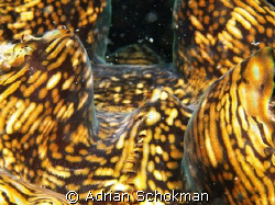 Highway to Heaven.. Giant Clam taken at Redang Island. Ol... by Adrian Schokman 